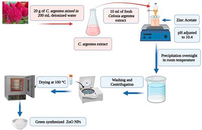 Biogenic Zinc oxide nanoparticles from Celosia argentea: toward improved antioxidant, antibacterial, and anticancer activities